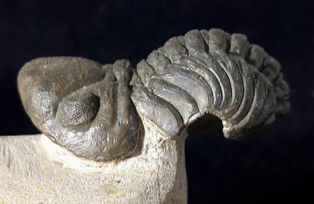 Reedops cephalotes hamalagdadianus ALBERTI 1983 - Bild © FossNet FossilienStore